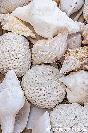 Shells at Princess Cays Bahamas Stock Photo