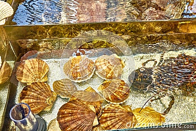 Shells scallop and oysters are in the aquarium Stock Photo