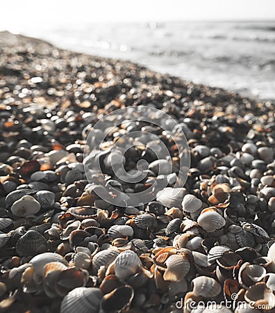 Shells on the sea beach of different sizes and colors lie randomly on the beach of the Black Sea Stock Photo