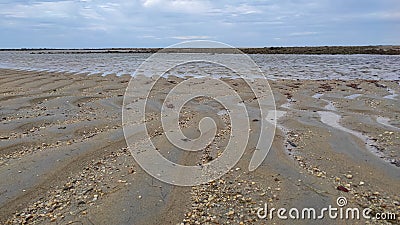 Shells by the sea at low tide Stock Photo