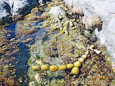 Shells and seaweed life on beach of Pacific ocean, New Zealand Stock Photo