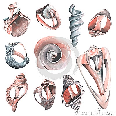 Shells in the section, broken, with holes, various unusual, marine. Watercolor illustration. Isolated objects from a Cartoon Illustration