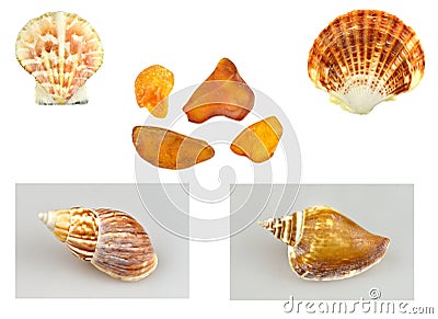 Shells, snails and amber Stock Photo