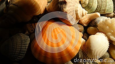 Shells and snails Black Sea Stock Photo