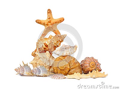 Shells and starfishes on white Stock Photo