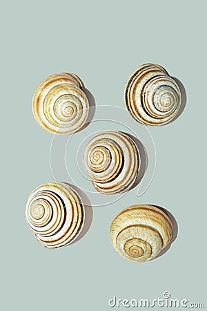 Shells on a uniform background. Objects for design Stock Photo