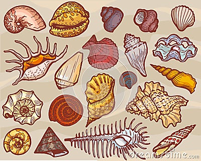 Shells vector marine seashell and ocean cockle-shell underwater or undersea illustration set of shellfish and clam-shell Vector Illustration