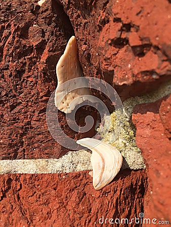 Shells in a wall Stock Photo