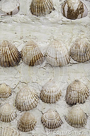 Shells on the wall Stock Photo