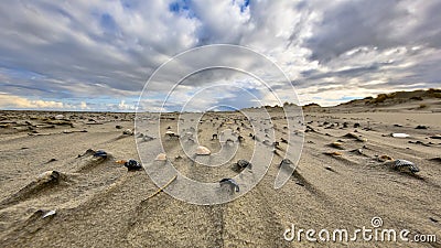 Shells on wind swept beach Stock Photo