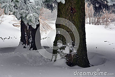 The shelter beneath two pines Stock Photo