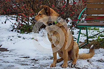 A shelter dog on a first walk with a volunteer. Stock Photo