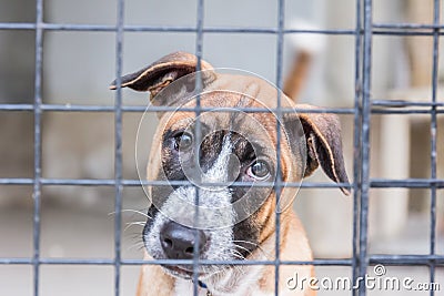 Shelter for homeless dogs, waiting for a new owner Stock Photo