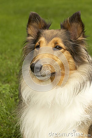 Sheltie Stock Photo