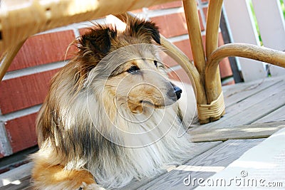 Sheltie Stock Photo