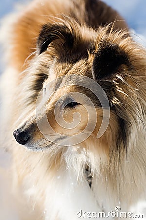 Sheltie Stock Photo