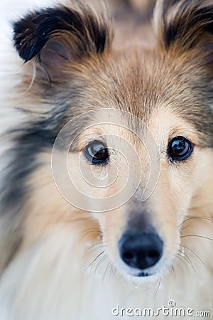 Sheltie Stock Photo