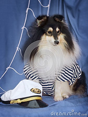 Sheltie in captain suit Stock Photo