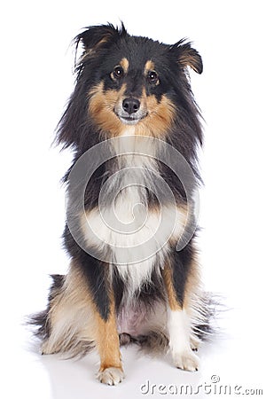 Sheltie dog isolated Stock Photo