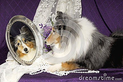 Sheltie dog looking in a mirror Stock Photo