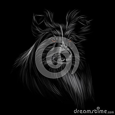 Sheltie head portrait on black background, realistic Vector Illustration