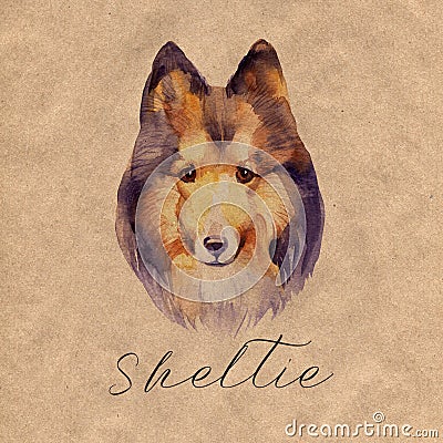 Sheltie. Portrait dog. Watercolor hand drawn illustration. Cartoon Illustration