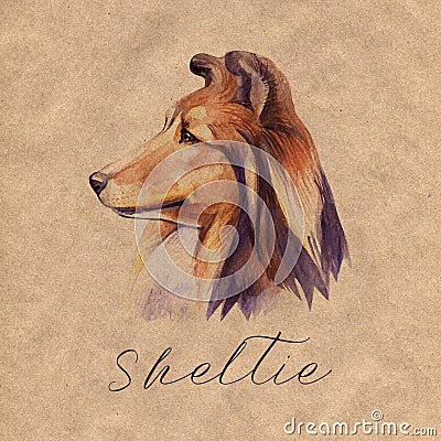 Sheltie. Portrait dog. Watercolor hand drawn illustration. Cartoon Illustration