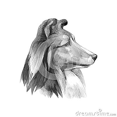 Sheltie. Portrait dog. Watercolor hand drawn illustration. Cartoon Illustration