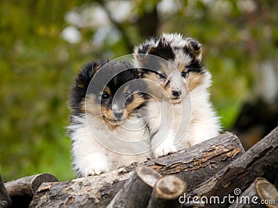 Sheltie puppies Stock Photo