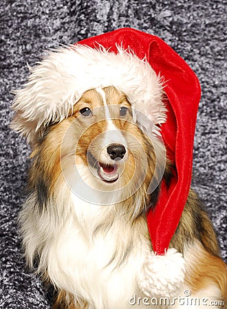 Sheltie Santa Stock Photo