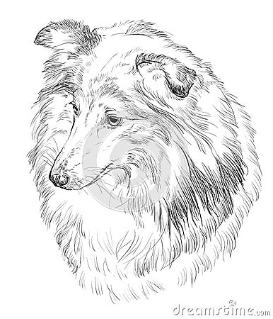 Sheltie vector hand drawing portrait Vector Illustration