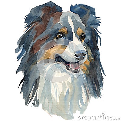 The Sheltie watercolor hand painted dog portrait Stock Photo