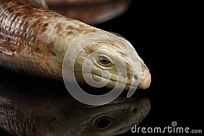 Sheltopusik or European Legless Lizard, Pseudopus apodus Stock Photo
