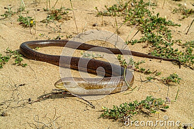 sheltopusik, Pseudopus apodus, european limbless lizard Stock Photo