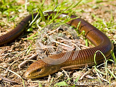 sheltopusik, Pseudopus apodus, european limbless lizard Stock Photo