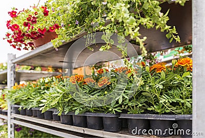 Shelves with different garden flowers for sale Stock Photo
