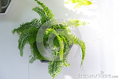 Shelves on the wall in the form of honeycombs with house plants fern, epiphyllum in the white interior of the house with shadows Stock Photo