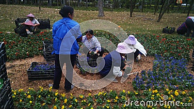 Shenzhen, China: garden workers planting flowers. Editorial Stock Photo