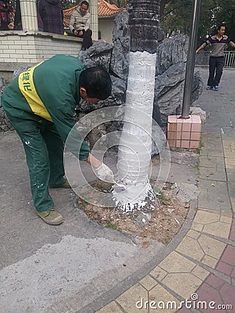 Shenzhen, China: Workers brush the roots of trees with lime water to prevent insects Editorial Stock Photo