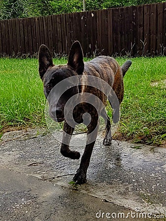 Shepard dog backyard dogs paws Stock Photo