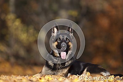 Shepard dog portrait with autumn colored background Stock Photo
