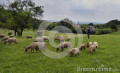 Shepard with his sheep grazing Editorial Stock Photo