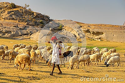 Shepard walking with his cattle grazing in the grasslands at Jawai in rajasthan India Editorial Stock Photo