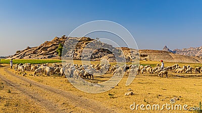 Shepard walking with his cattle grazing in the grasslands at Jawai in rajasthan India Editorial Stock Photo