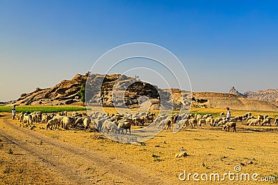 Shepards walking with his cattle grazing in the grasslands at Jawai in rajasthan India Editorial Stock Photo