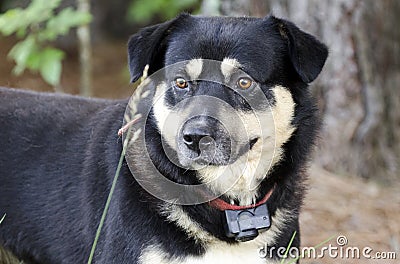 Shepherd Aussie Kelpie mixed breed dog outside on red leash with shock collar Stock Photo