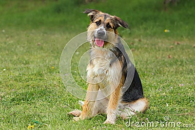 Shepherd breed dog sitting tilts his head listening with a caring and cheerful look Stock Photo