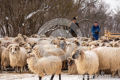 Shepherd in country side with sheep heard in the mountains Editorial Stock Photo