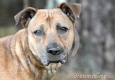 Shepherd Cur mix dog adoption photo Stock Photo