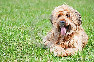 Shepherd dog- briard Stock Photo